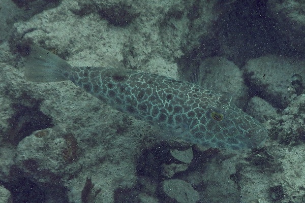 Pufferfish - Checkered Puffer