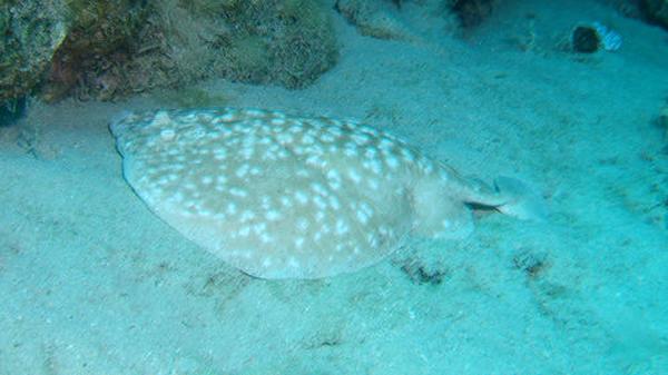Electric Rays - Panther Electric Ray