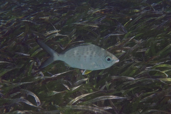 Mojarras - Yellowfin Mojarra