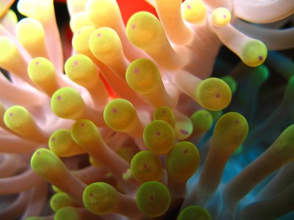 Anemones - Magnificent Sea Anemone