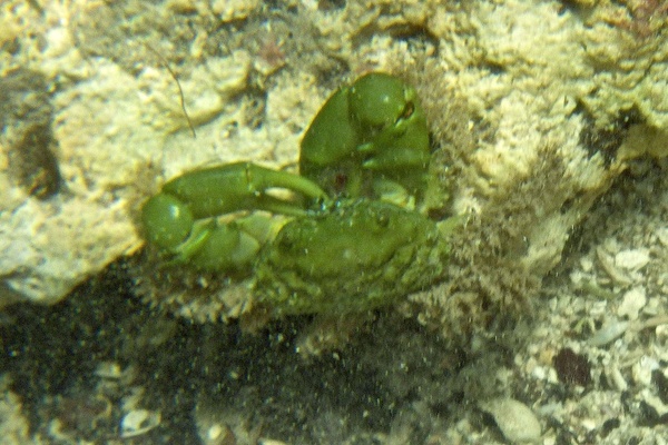 Crabs - Emerald Crab
