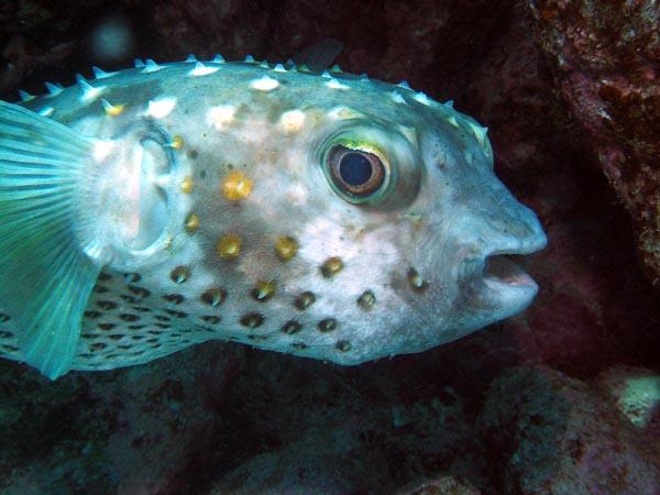 Porcupinefish - Spotbase Burrfish