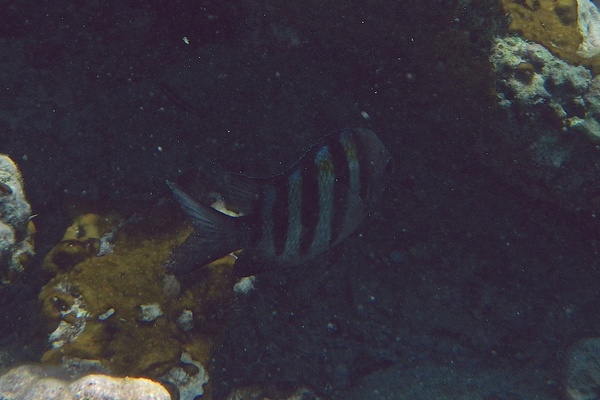 Damselfish - Sergeant Major