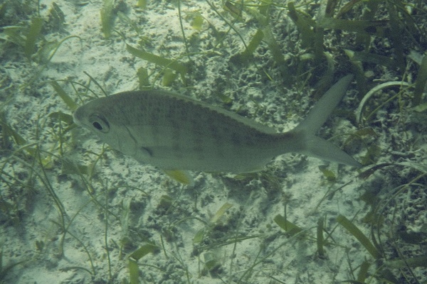 Mojarras - Yellowfin Mojarra