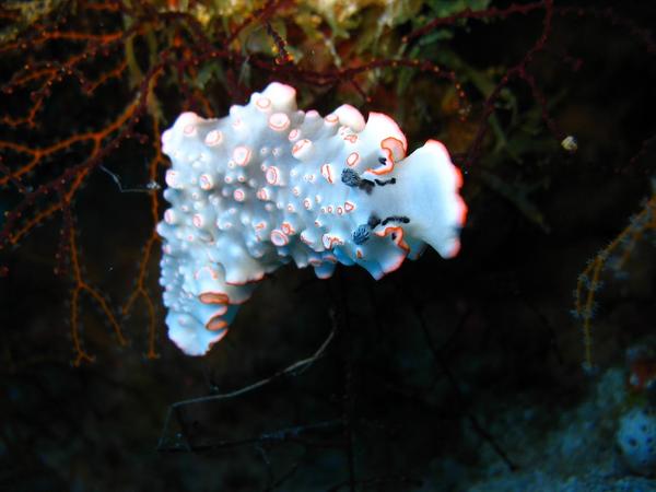 Nudibranch - Ornate Dermatobranchus