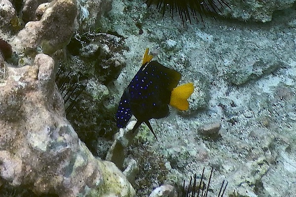 Damselfish - Yellowtail Damselfish