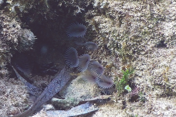 Featherduster Worms - Social Feather Duster Worm