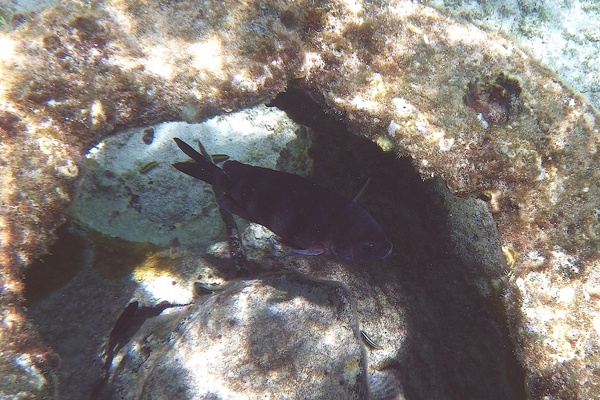 Damselfish - Sergeant Major