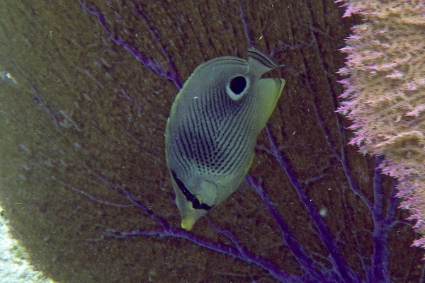 Butterflyfish - Foureye Butterflyfish