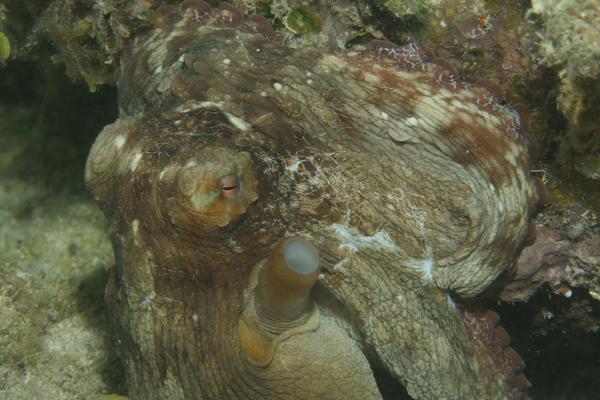 Octopuses - Common Octopus