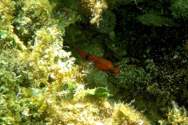 Cardinalfish - Flamefish