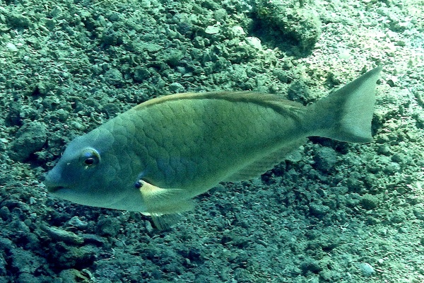 Parrotfish - Redtail Parrotfish