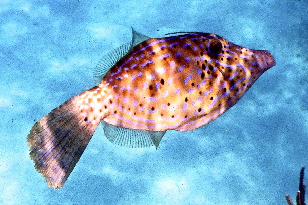 Filefish - Scrawled Filefish