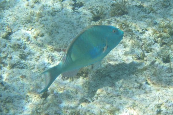 Parrotfish - Redtail Parrotfish