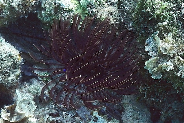 Featherduster Worms - Magnificent Feather Duster