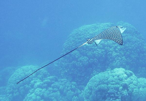 Stingrays - Spotted Eagle Ray