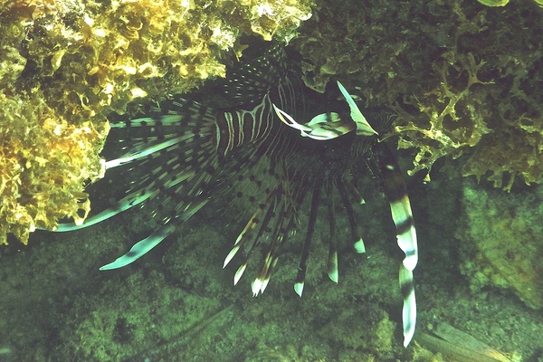 Lionfish - Common Lionfish
