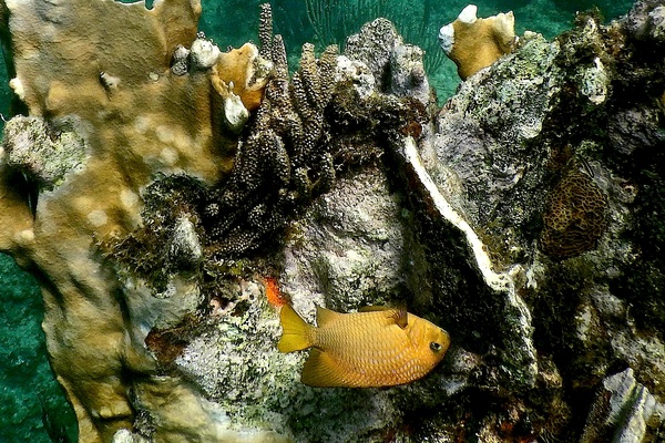Damselfish - Yellowtail Damselfish