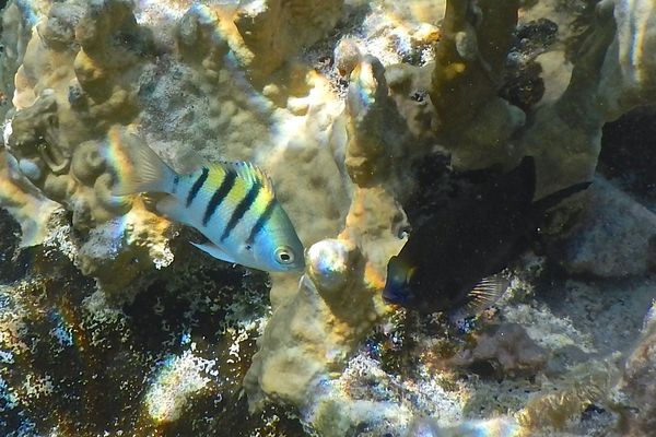 Damselfish - Sergeant Major