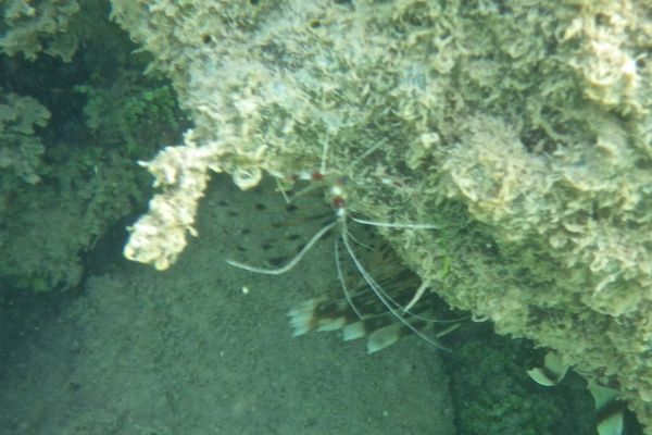 Shrimps - Banded Coral Shrimp