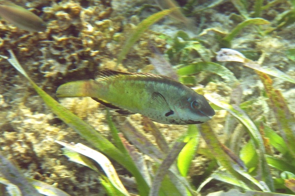 Parrotfish - Bucktooth Parrotfish