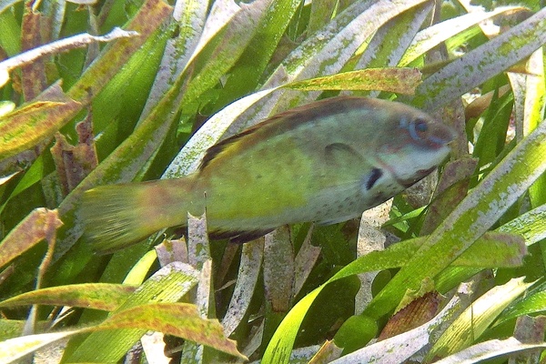 Parrotfish - Bucktooth Parrotfish