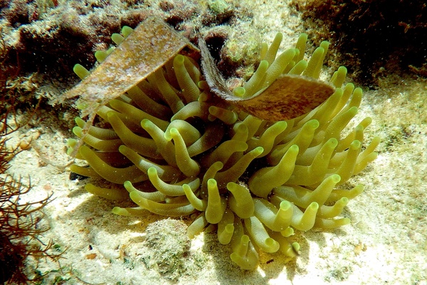 Anemones - Giant Sea Anemone