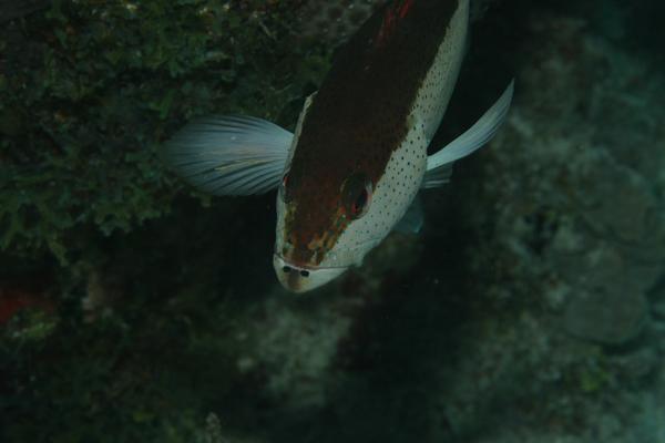 Groupers - Coney/Bicolor variation