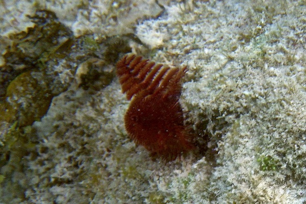 Nudibranch - Christmas tree worm