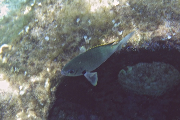 Damselfish - Brown Chromis