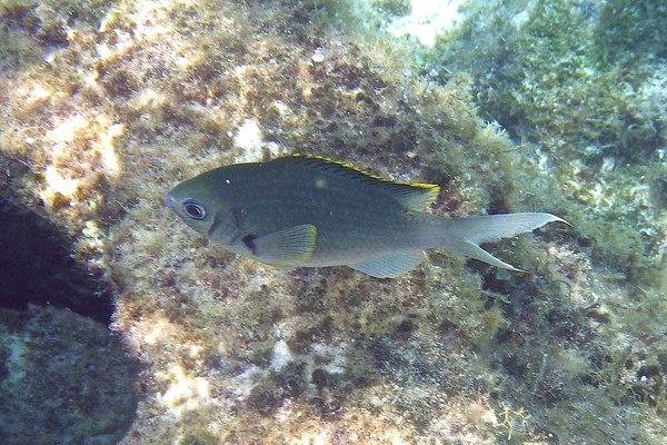 Damselfish - Brown Chromis