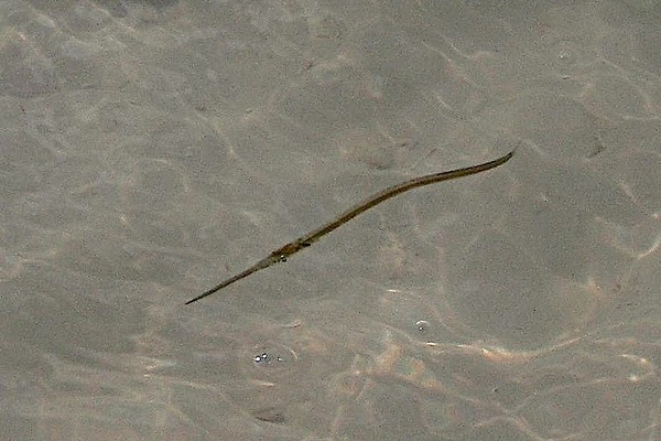 Needlefish - Keeltail Needlefish