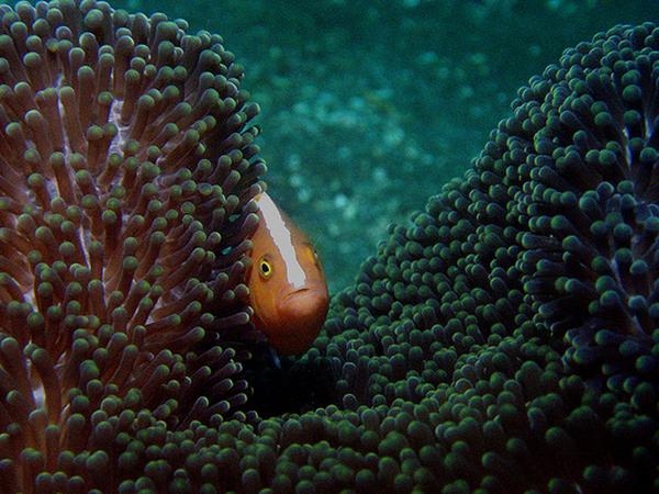 Damselfish - Yellow Anemonefish