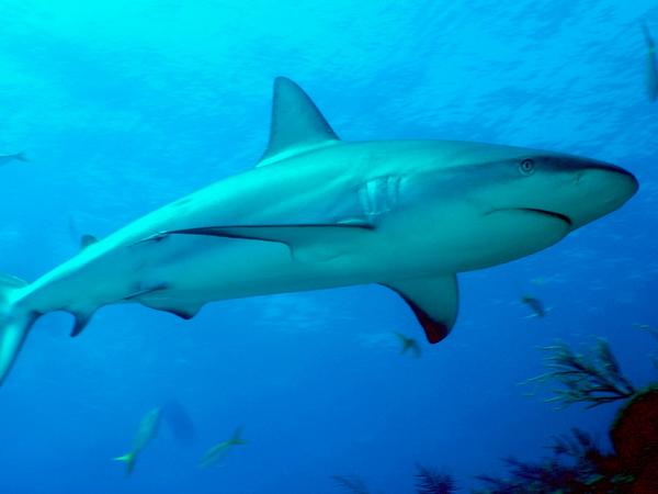 Sharks - Caribbean Reef Shark
