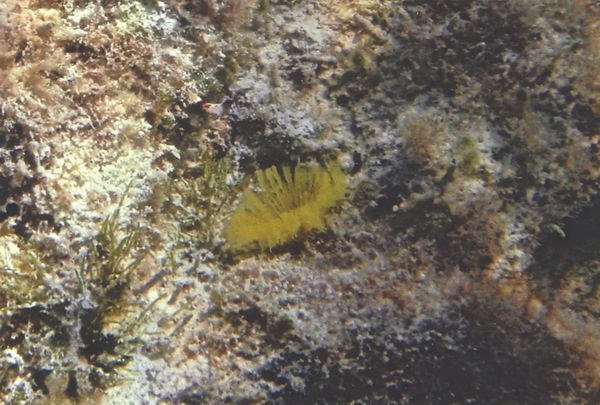 Tube Worms - Yellow Fanworm