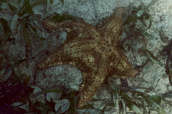 Starfish - Cushion Sea Star