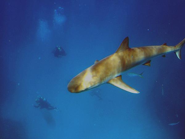 Sharks - Caribbean Reef Shark