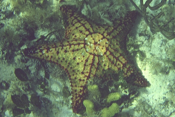 Starfish - Cushion Sea Star