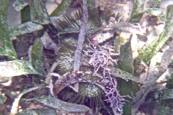 Sea Urchins - Variegated Sea Urchin