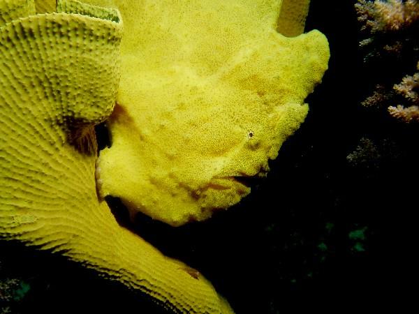 Frogfish - Spotfin Frogfish