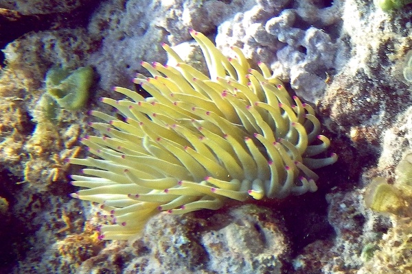 Anemones - Giant Sea Anemone