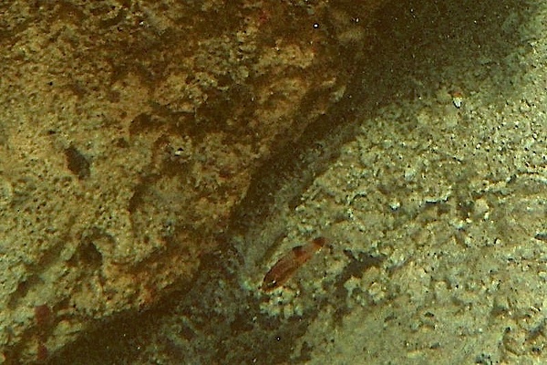 Cardinalfish - Mimic Cardinalfish