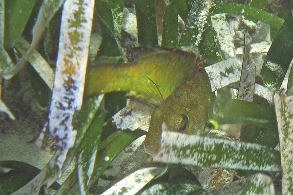 Parrotfish - Bucktooth Parrotfish