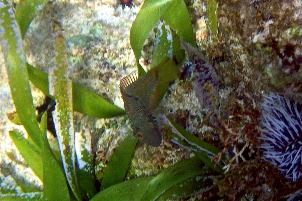 Parrotfish - Bucktooth Parrotfish