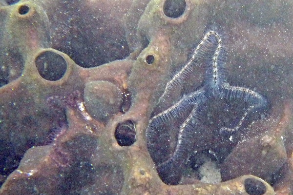Sponges - Sponge Brittle Star