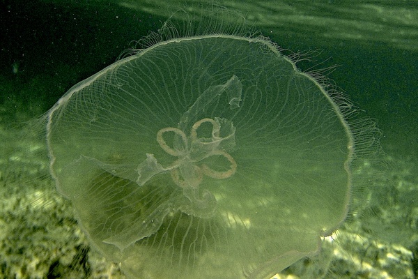 Jellyfish - Moon Jelly