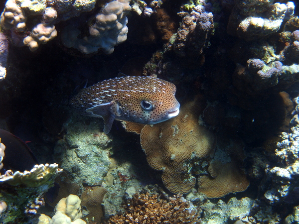 Porcupinefish - Porcupinefish