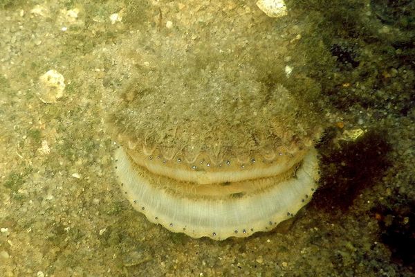 Bivalve Mollusc - Bay Scallop