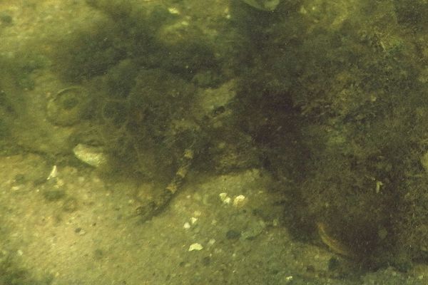 Pipefish - Northern Pipefish