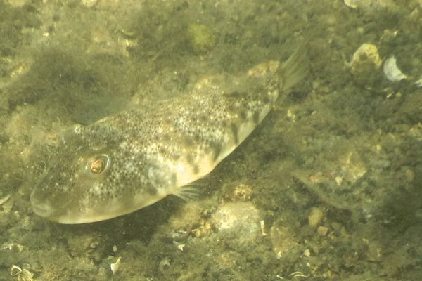 Pufferfish - Northern Puffer